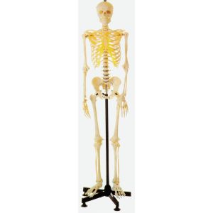 Human Skeleton